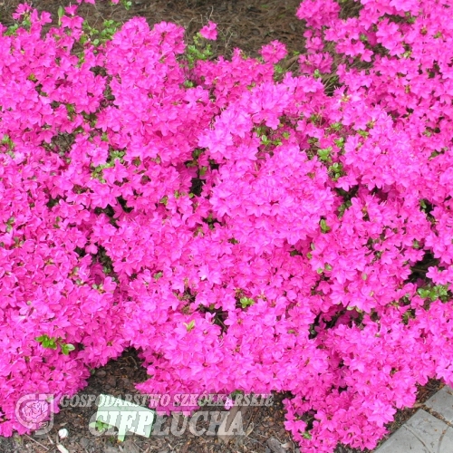 Kermesina - Azalia japońska - Kermesina - Rhododendron