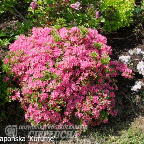 Kurume - Japanese azalea - Kurume - Rhododendron