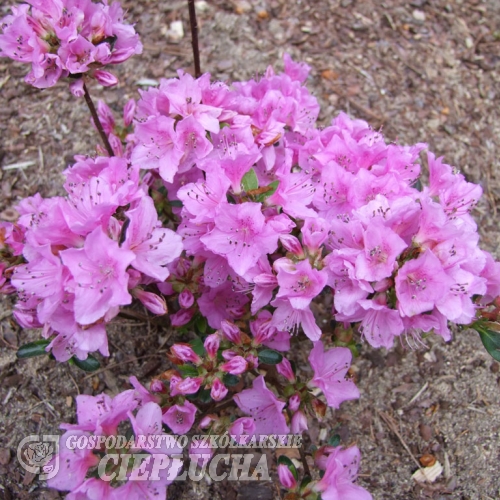 Otava - Azalia japońska - Otava - Rhododendron