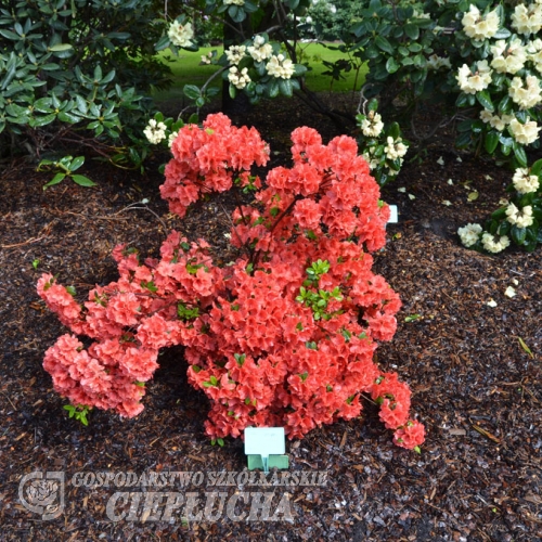 obtusum - Japanese azalea - obtusum - Rhododendron