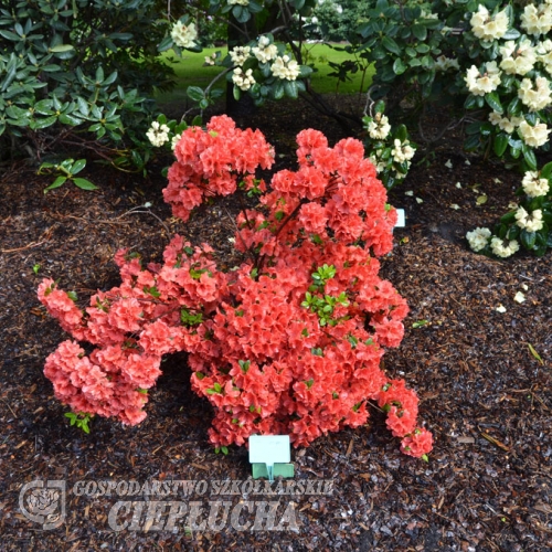 obtusum - Azalia japońska ; azalia tępolistna - obtusum - Rhododendron