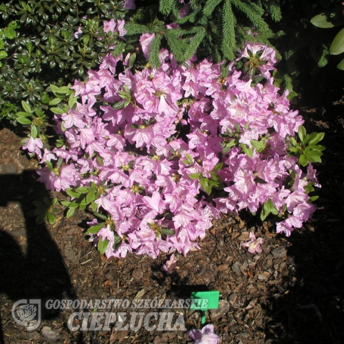 Staccato - Japanese azalea - Staccato - Rhododendron