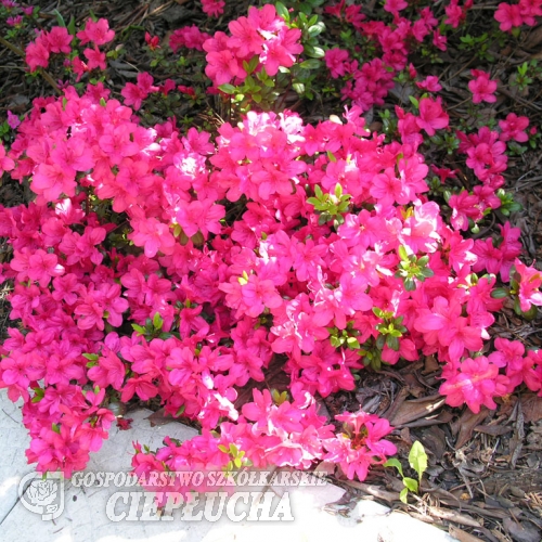 Maruschka - Japanese azalea - Maruschka - Rhododendron