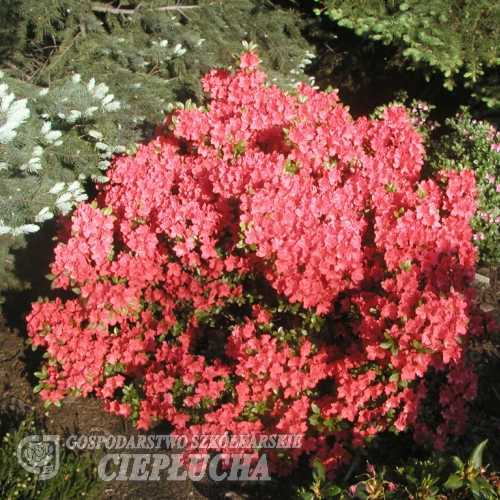 Geisha Orange - Azalee - Geisha Orange - Rhododendron