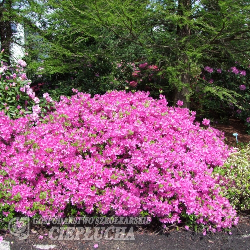 Orlice - Azalia japońska - Orlice - Rhododendron