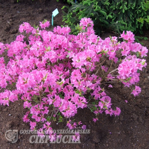 poukhanense - Japanese Azalea - poukhanense - Rhododendron; Rhododendron yedoense var. poukhanense