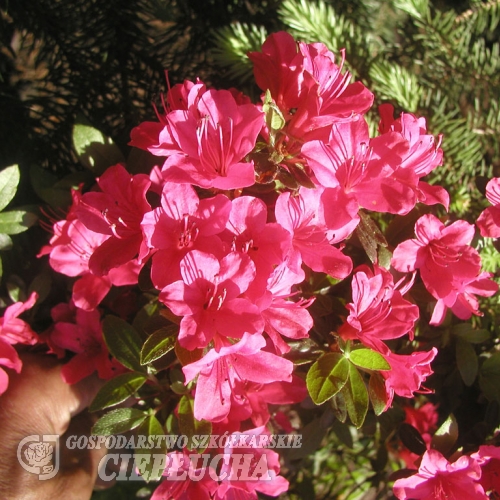 Geisha - Japanese azalea - Geisha - Rhododendron