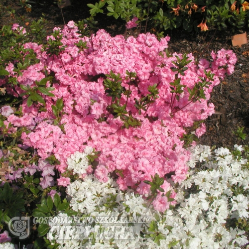 Rosebud - Azalia japońska - Rosebud - Rhododendron