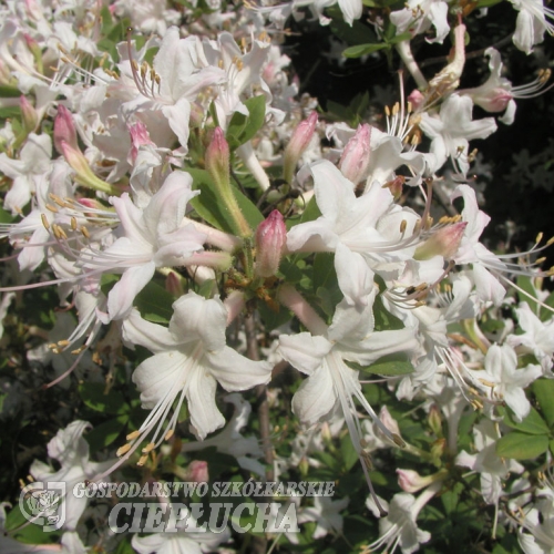 Różanecznik nadbrzeżny atlanticum - Rhododendron atlanticum