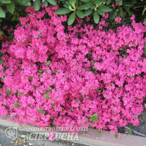 Rubinetta - Japanese Azalea - Rubinetta - Rhododendron