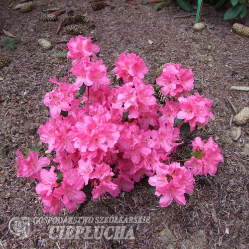 Kirstin - Japanese Azalea - Kirstin - Rhododendron