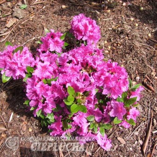 Königstein - Azalia japońska - Königstein - Rhododendron