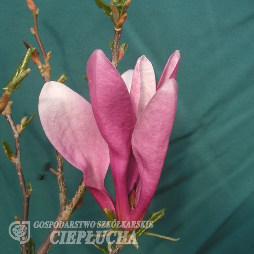 Betty - Magnolie - Magnolia Betty ; Magnolia liliiflora 'Betty'