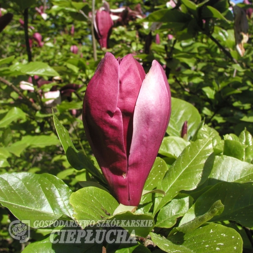 liliiflora 'Nigra' - purple magnolia - Magnolia liliiflora Nigra