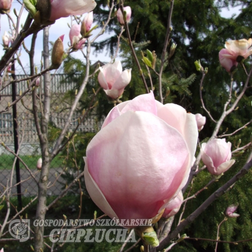 x soulangeana 'Verbanica' - saucer magnolia - Magnolia x soulangeana 'Verbanica'