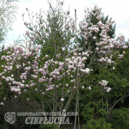 soulangeana - saucer magnolia - Magnolia x soulangeana
