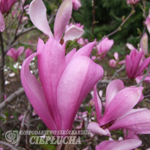 Ann - magnolia - Magnolia Ann