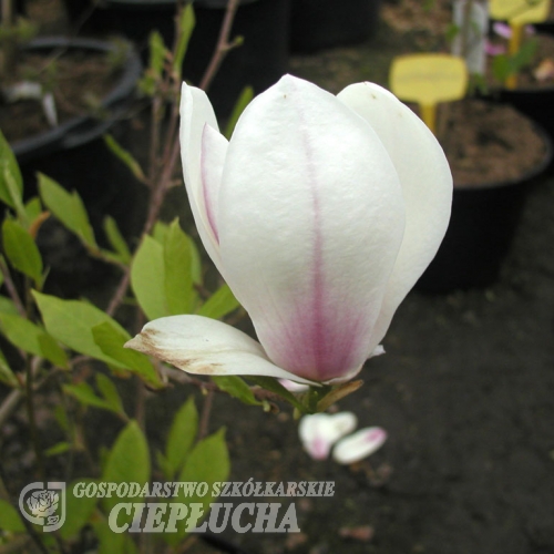 x soulangeana 'Amabilis' - saucer magnolia - Magnolia x soulangeana 'Amabilis'
