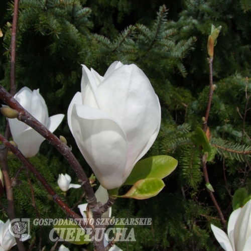 Superba - magnolia pośrednia; magnolia Soulange'a - Magnolia x soulangeana 'Superba'