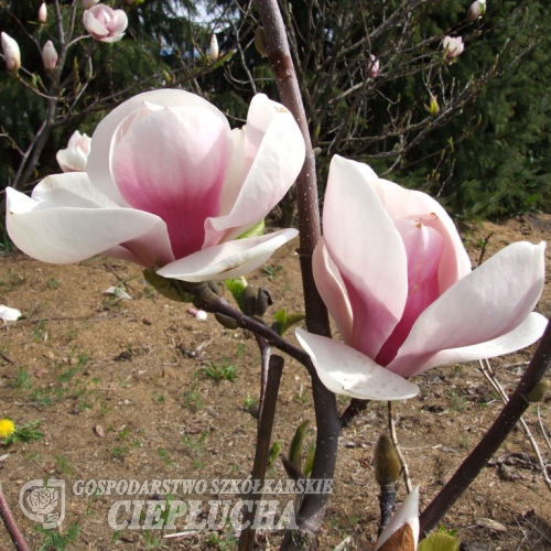 Burgundy - Магнолия Суланжа - Magnolia x soulangeana 'Burgundy'