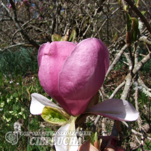 Lennei - magnolia pośrednie; magnolia Soulange'a - Magnolia xsoulangeana 'Lennei'