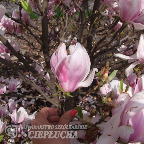 x soulangeana 'Alexandrina' - magnolia pośrednia ; magnolia Soulange'a - Magnolia x soulangeana 'Alexandrina'