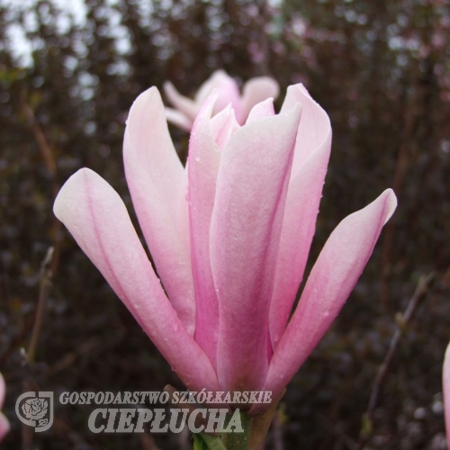 x soulangeana 'Heaven Scent' - magnolia pośrednia; magnolia Soulange'a - Magnolia x soulangeana 'Heaven Scent'