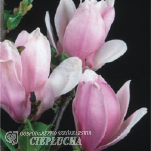 George Henry Kern - magnolia - Magnolia 'George Henry Kern'