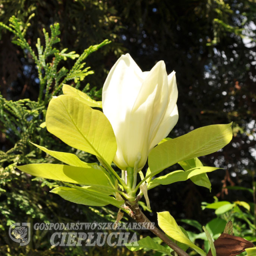 YELLOW RIVER - 'Fei Huang' - lilytree ; Yulan-Magnolia - Magnolia denudata 'Fei Huang' ; Magnolia denudata YELLOW RIVER