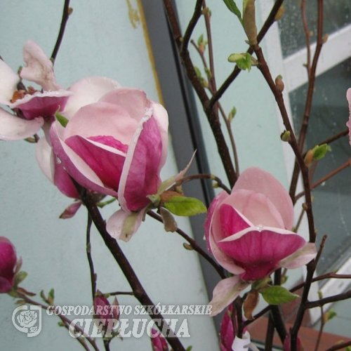 Ruby - magnolia - Ruby - Magnolia Ruby