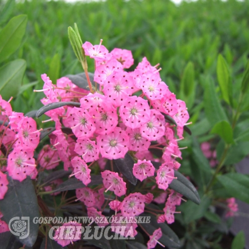 Kalmia angustifolia - Mountain Laurel - Kalmia angustifolia