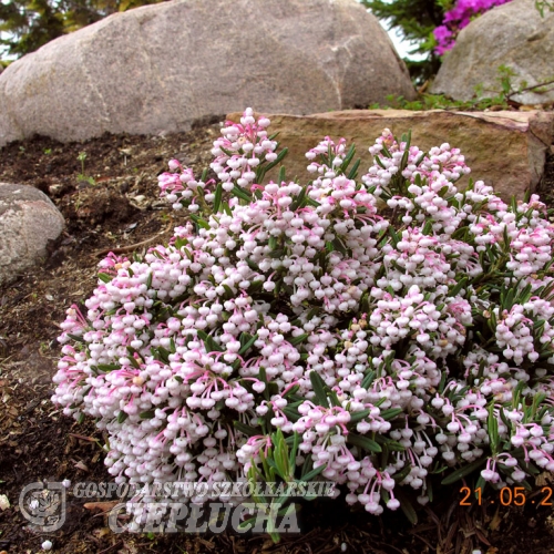 Andromeda polifolia 'Nikko' - modrzewnica zwyczajna - Andromeda polifolia 'Nikko'