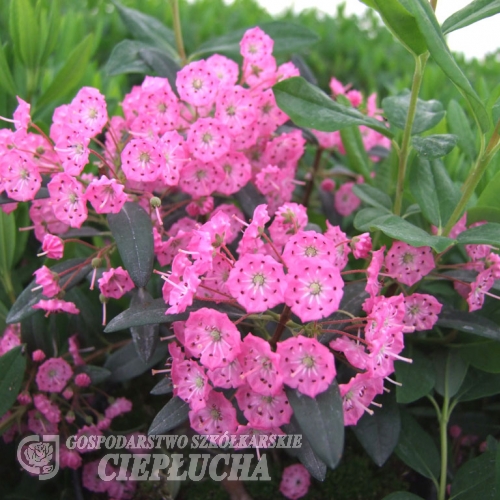 Kalmia angustifolia 'Rubra'- Mountain Laurel - Kalmia angustifolia 'Rubra'