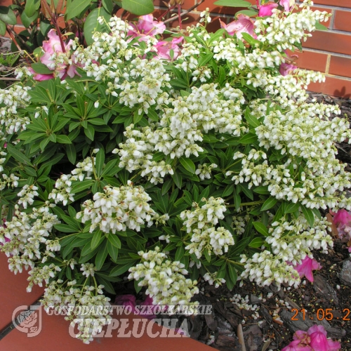 Pieris japonica 'Debutante'- Japanese Pieris - Pieris japonica 'Debutante'