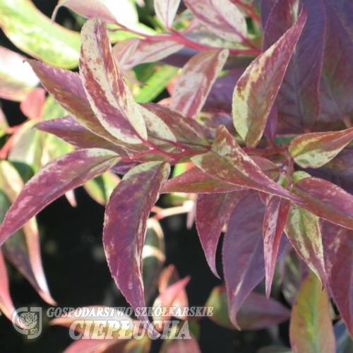 Leucothoe fontanesiana 'Rainbow' - kiścień wawrzynowy - Leucothoe fontanesiana'Rainbow'