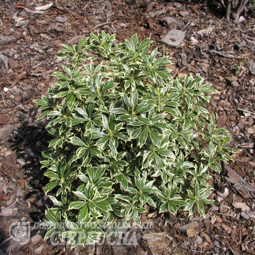 Pieris japonica 'Variegata' -Japanische Lavendelheide - Pieris japonica 'Variegata'