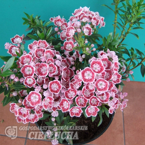Kalmia latifolia 'Minuet'- kalmia szerokolistna - Kalmia latifolia 'Minuet'