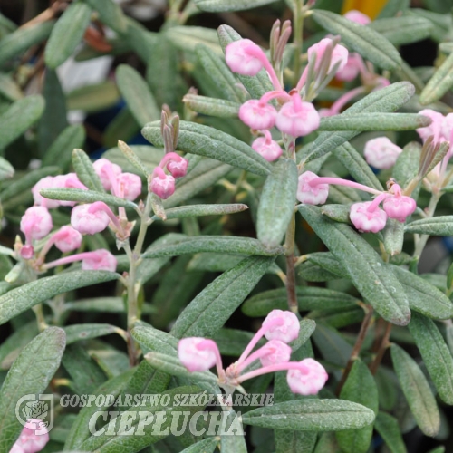 Andromeda polifolia 'Blue Ice' - Bog Rosemary - Andromeda polifolia 'Blue Ice'