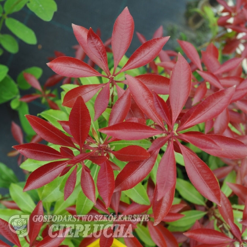 Pieris japonica 'Mountain Fire' - Japanese Pieris - Pieris japonica 'Mountain Fire'