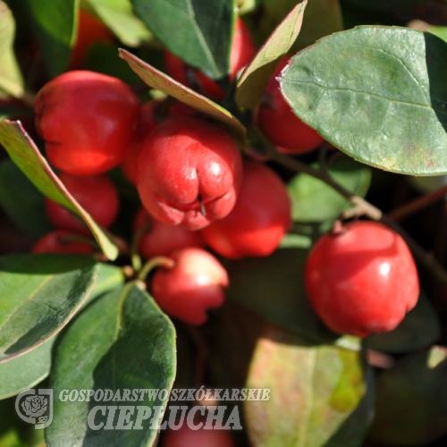 Gaultheria procumbens - Scheinbeeren ; Wintergrünstrauch  ;  Wintergrün - Gaultheria procumbens