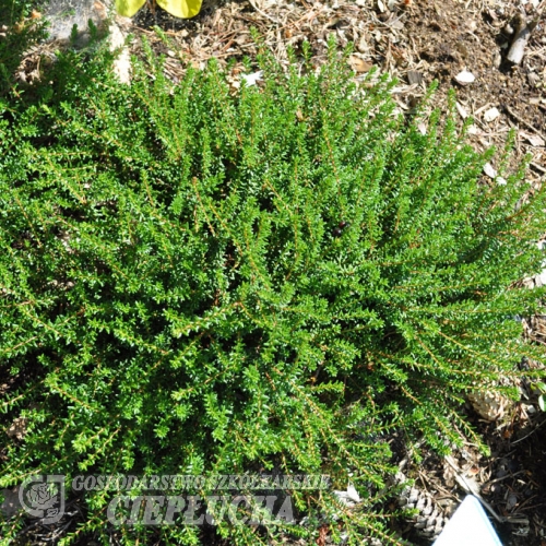 Empetrum nigrum - Black crowberry - Empetrum nigrum