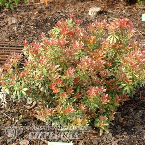 Pieris japonica 'Little Heath' - Japanese Pieris - Pieris japonica 'Little Heath'