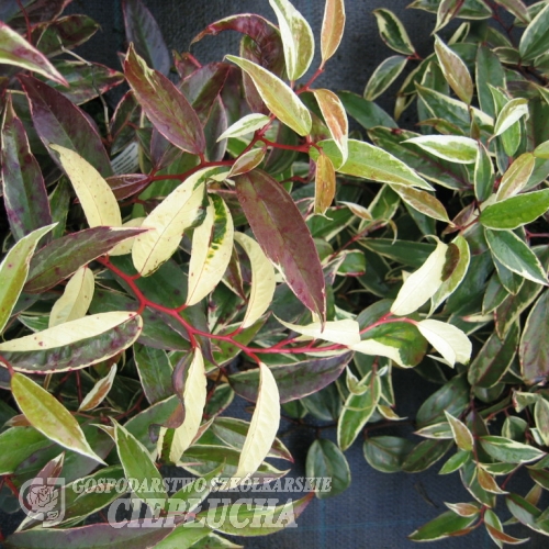 Leucothoe fontanesiana - kiścień wawrzynowy - Leucothoe fontanesiana