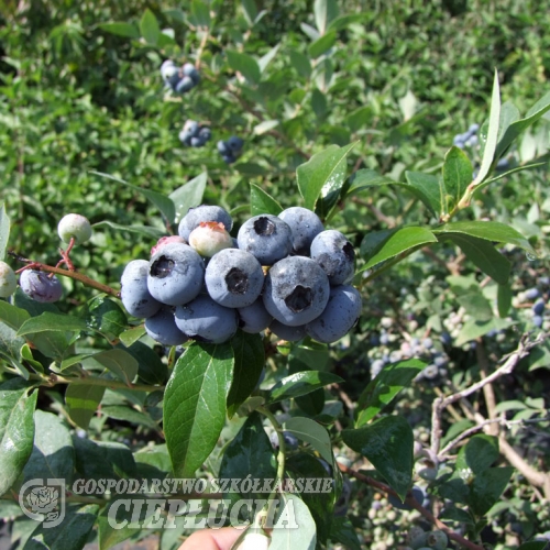 Darrow - Heidelbeere - Darrow - Vaccinium corymbosum