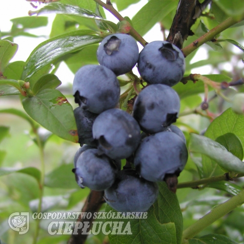 Spartan - Heidelbeere - Spartan - Vaccinium corymbosum