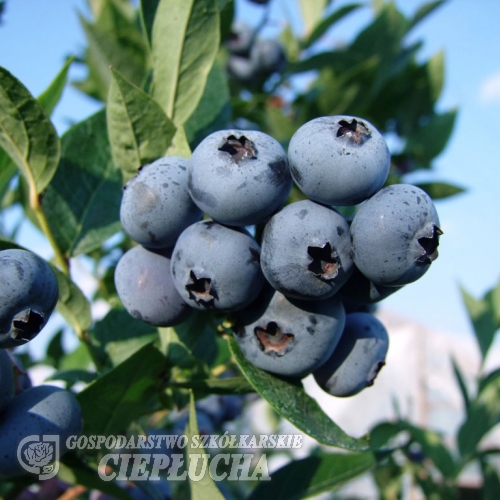 Brigitta - Highbush blueberry - Brigitta - Vaccinium corymbosum