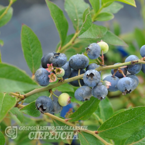 Putte - Lowbush Blueberry - Putte - Vaccinium angustifolium x Vaccinium corymbosum