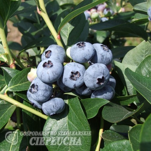 Chandler - Highbush blueberry - Chandler - Vaccinium corymbosum