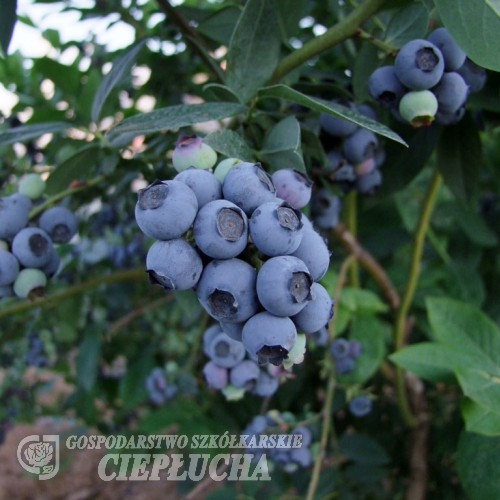 Earliblue - Heidelbeere - Earliblue - Vaccinium corymbosum