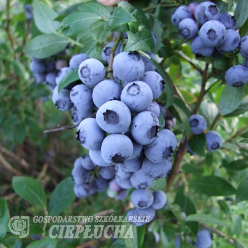 Duke - Highbush blueberry - Duke - Vaccinium corymbosum